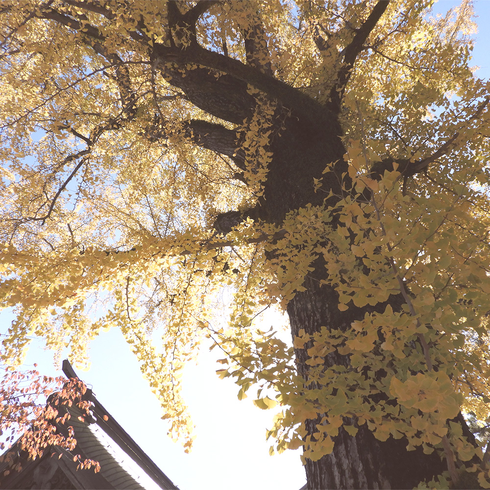銀杏の木